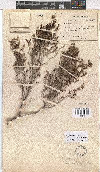 Erica axillaris image