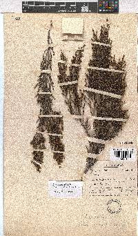 Erica axillaris image