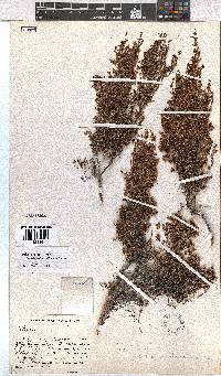 Erica axillaris image