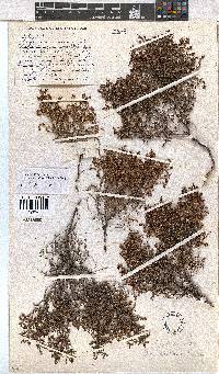 Erica axillaris image