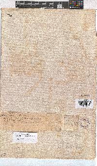 Erica axillaris image