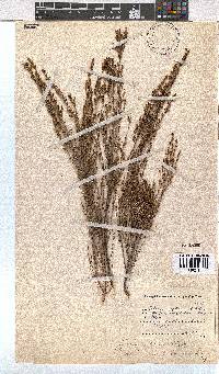 Erica axillaris image