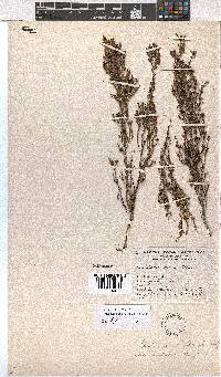 Erica axillaris image