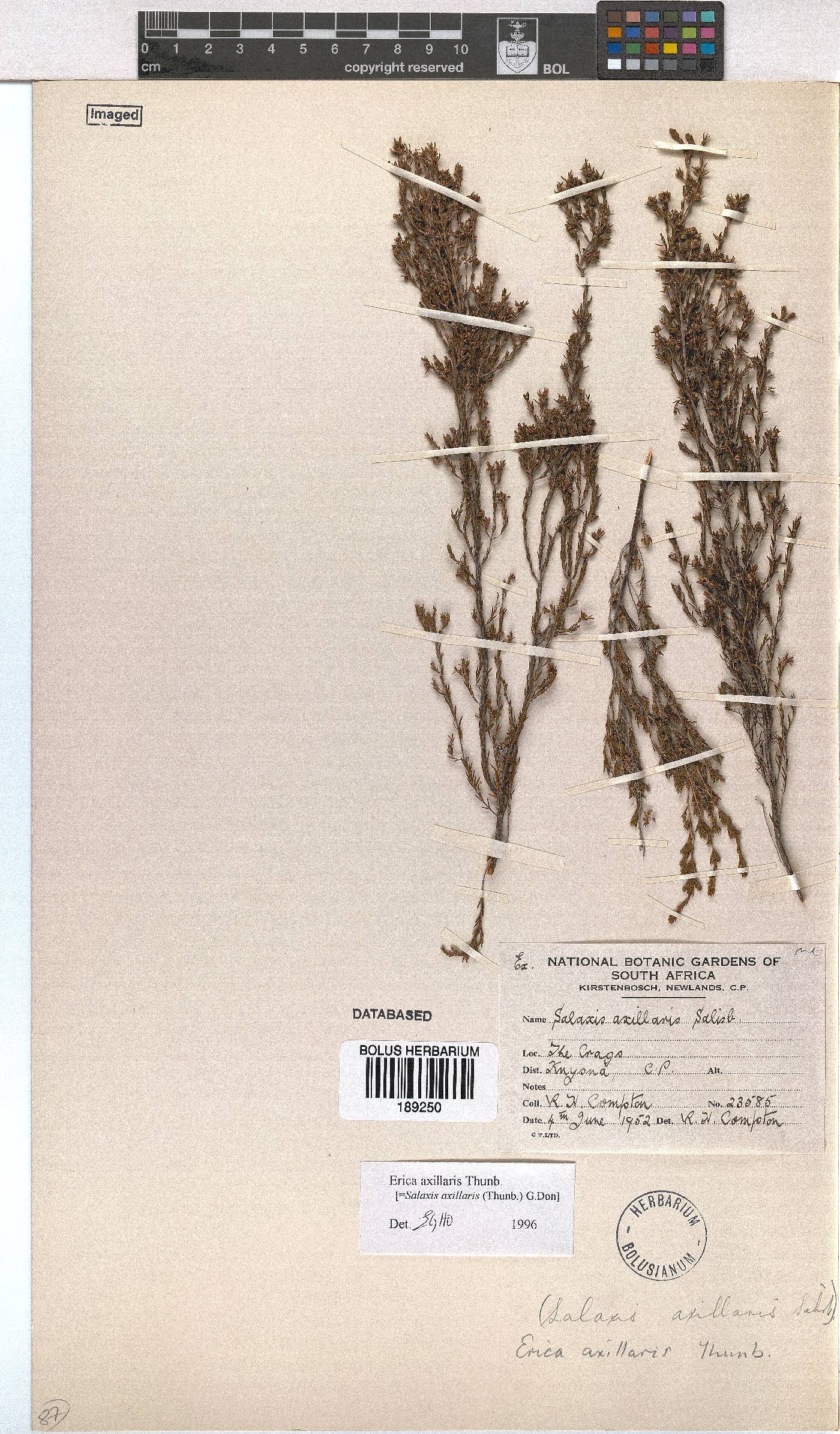 Erica axillaris image