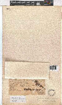 Erica axillaris image