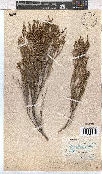 Erica axillaris image