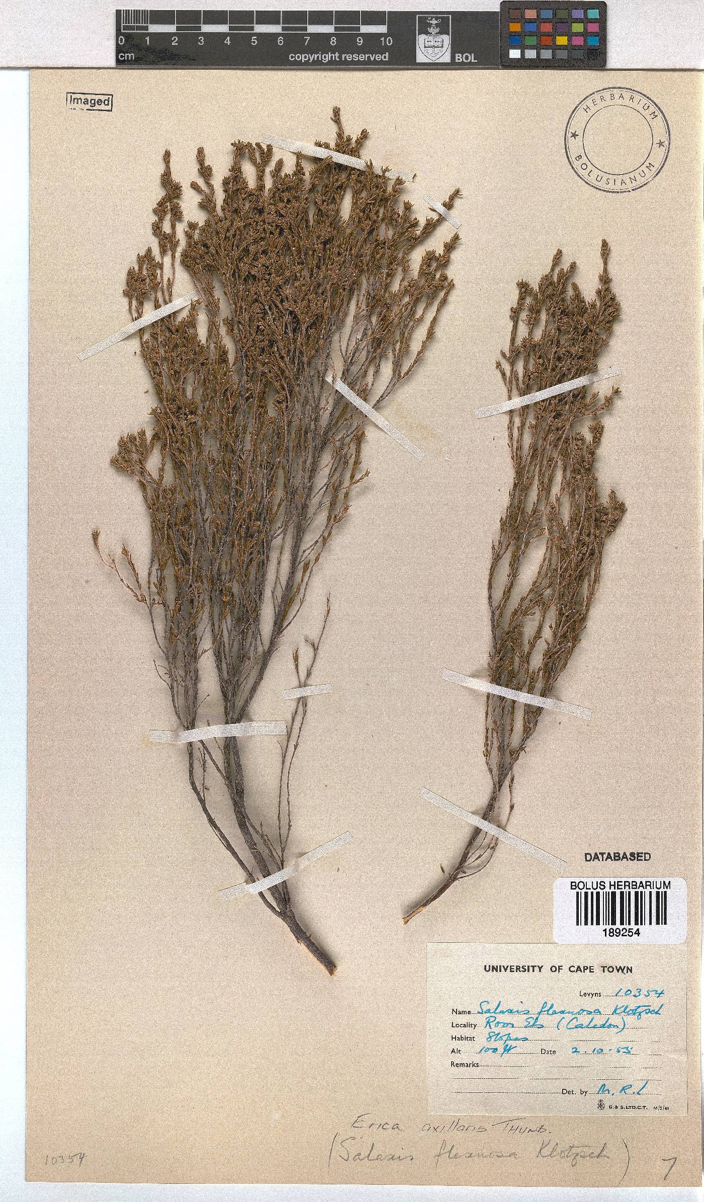 Erica axillaris image