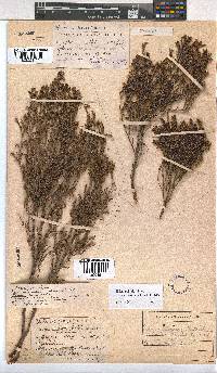 Erica axillaris image