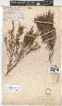 Erica axillaris image