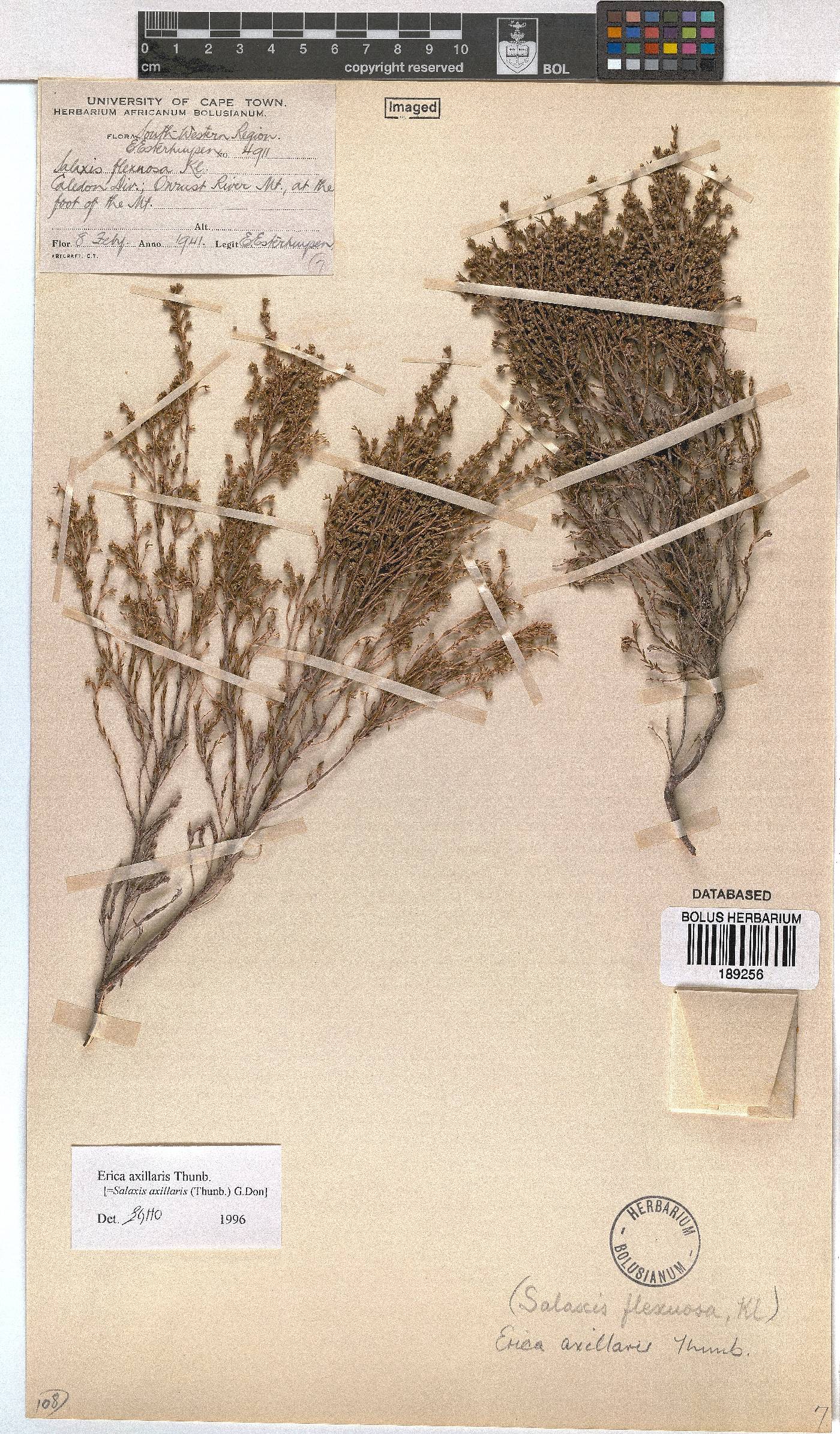 Erica axillaris image