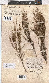 Erica axillaris image