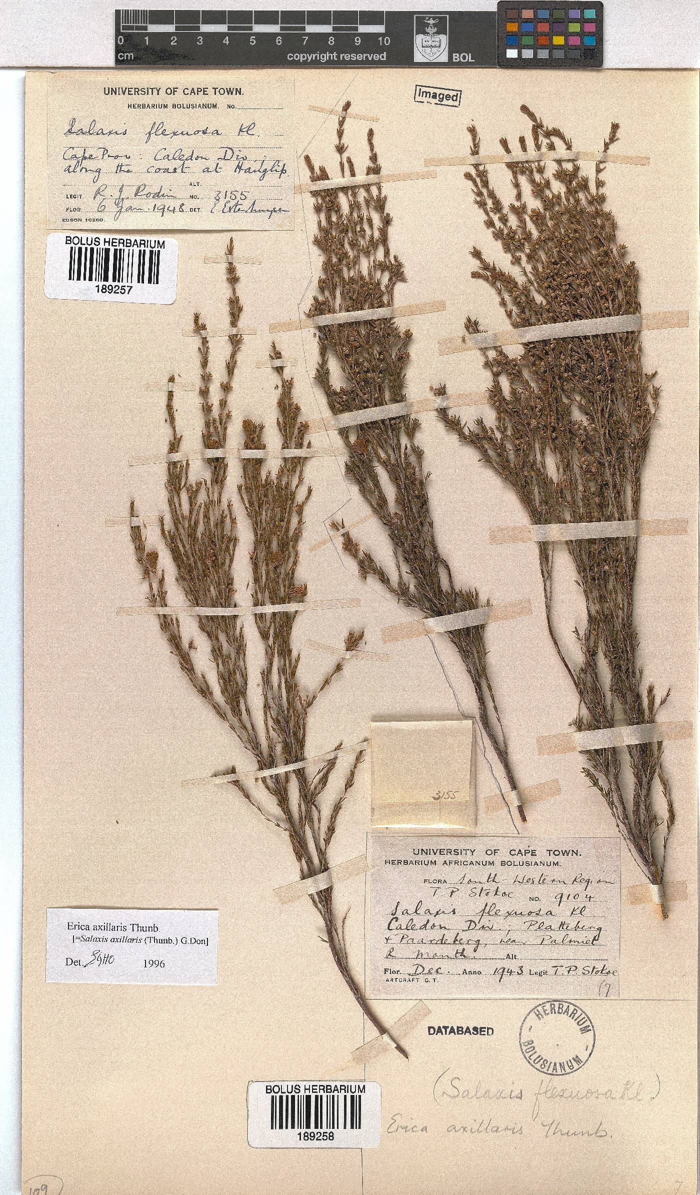 Erica axillaris image
