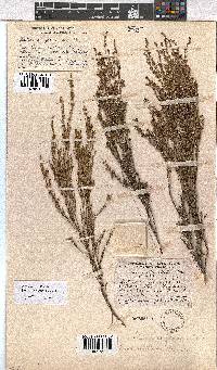 Erica axillaris image