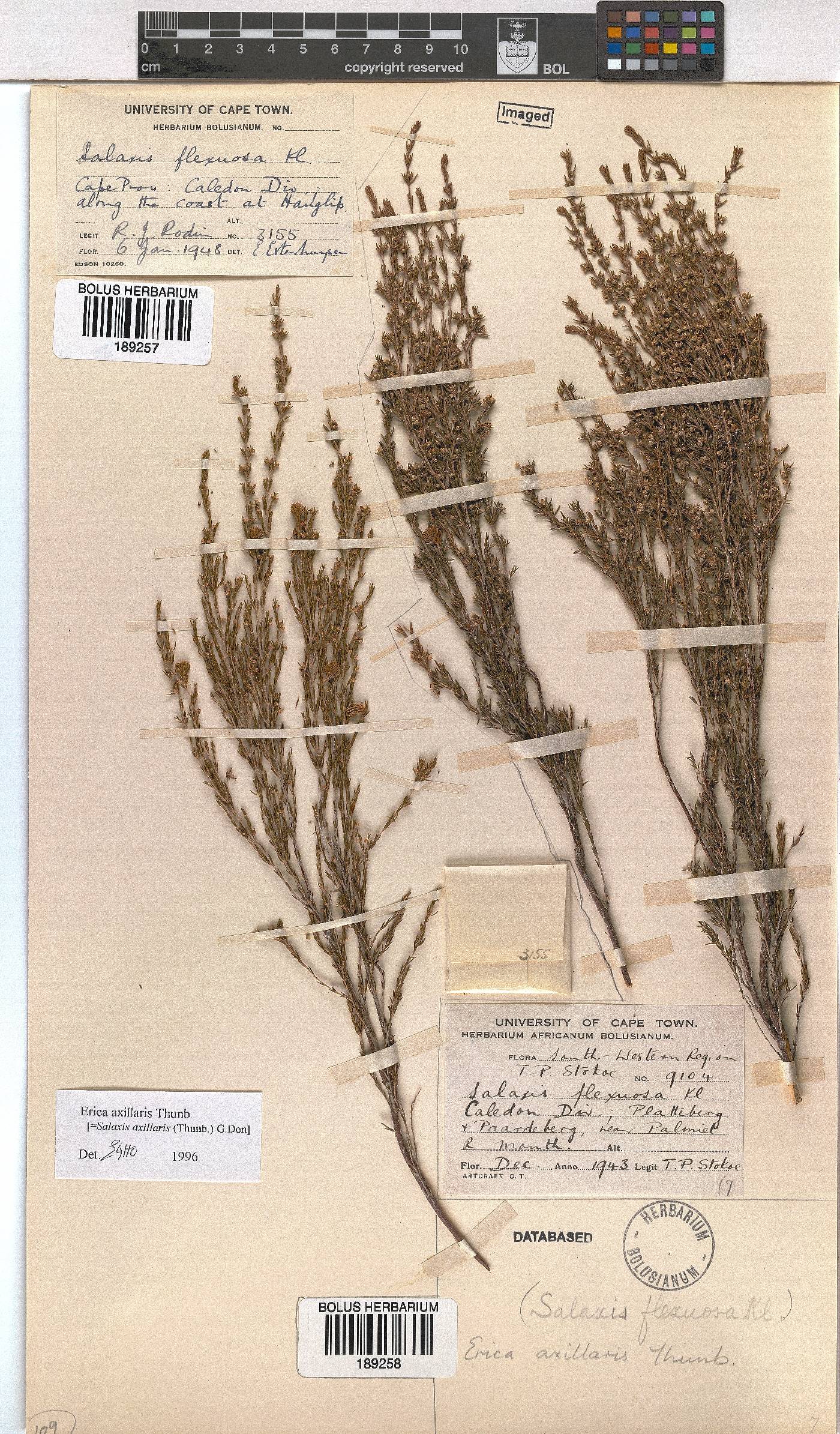 Erica axillaris image