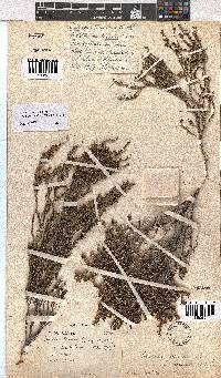 Erica axillaris image