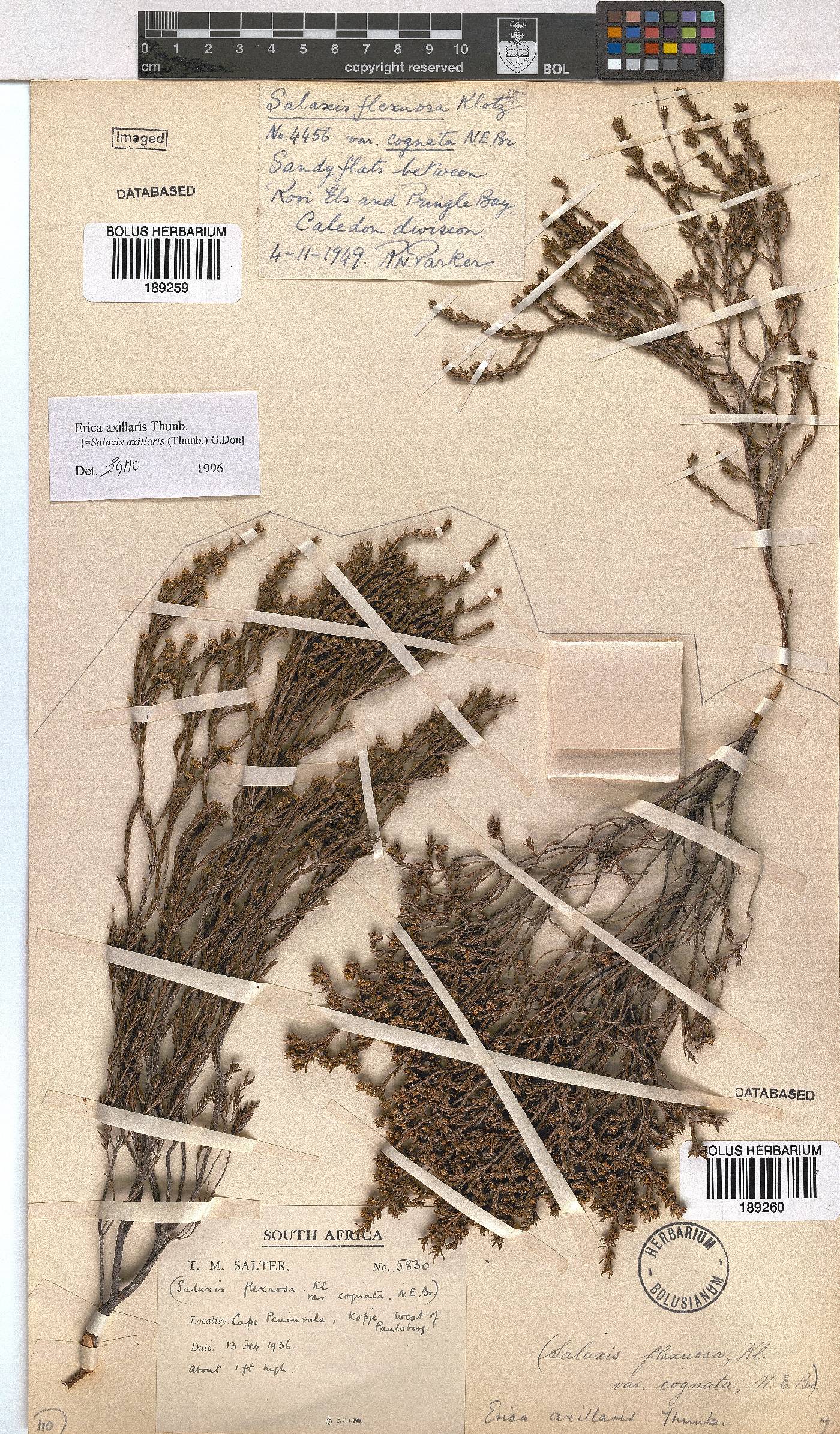 Erica axillaris image