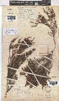 Erica axillaris image