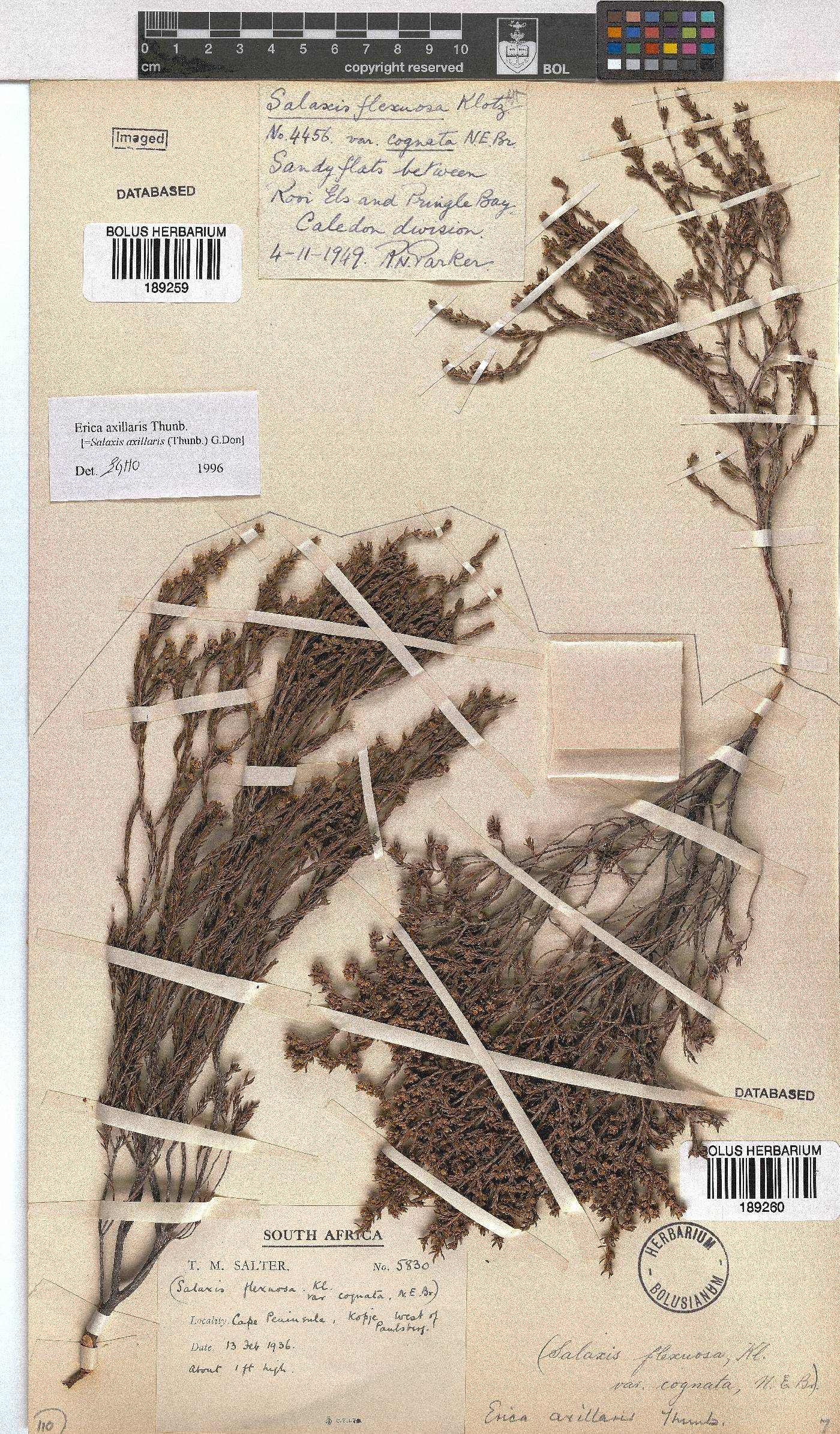 Erica axillaris image