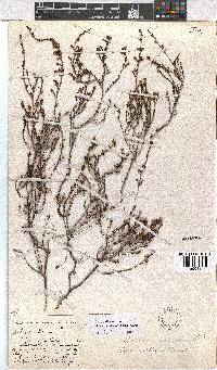 Erica axillaris image