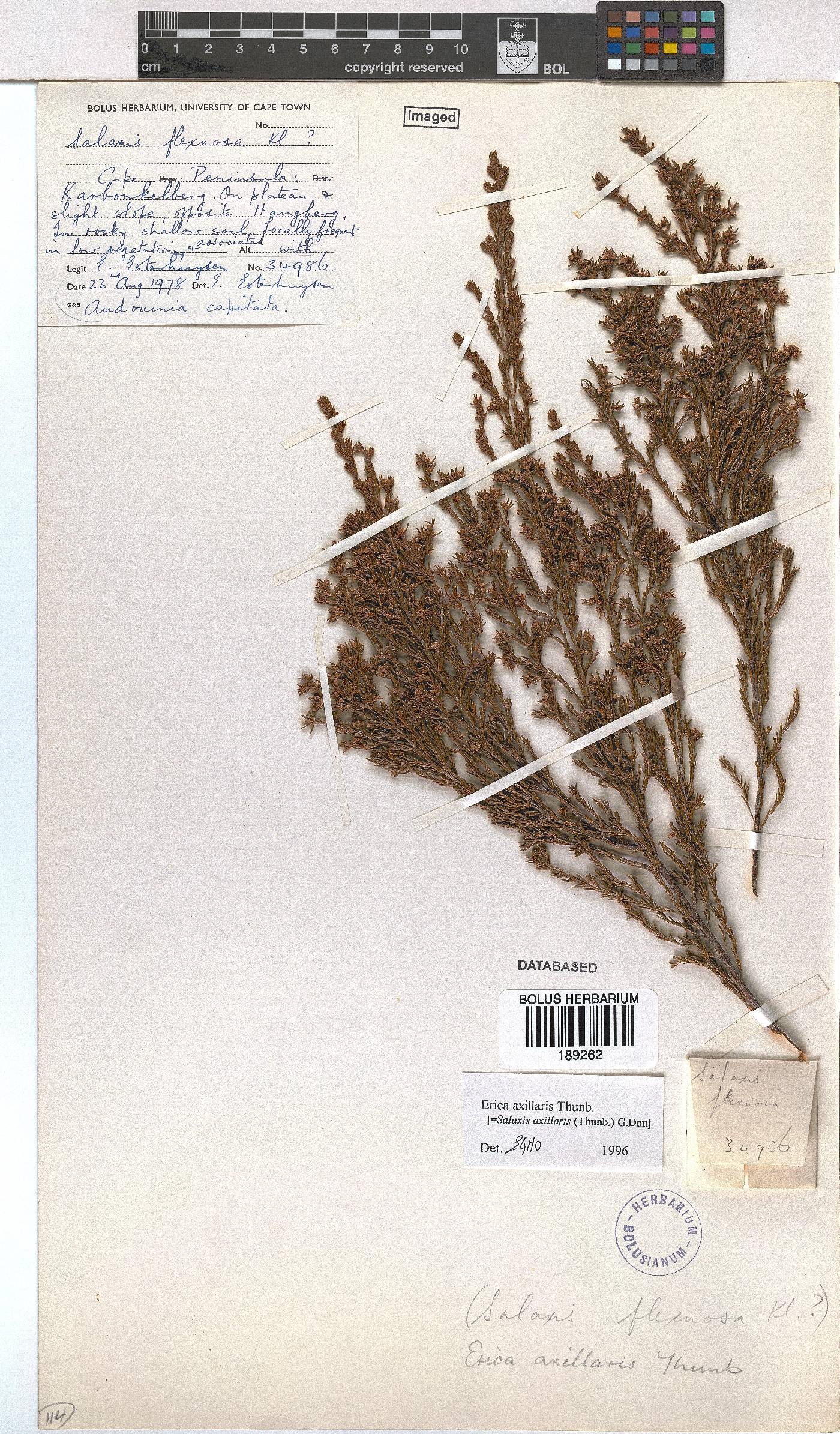 Erica axillaris image