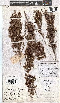 Erica axillaris image