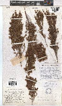 Erica axillaris image