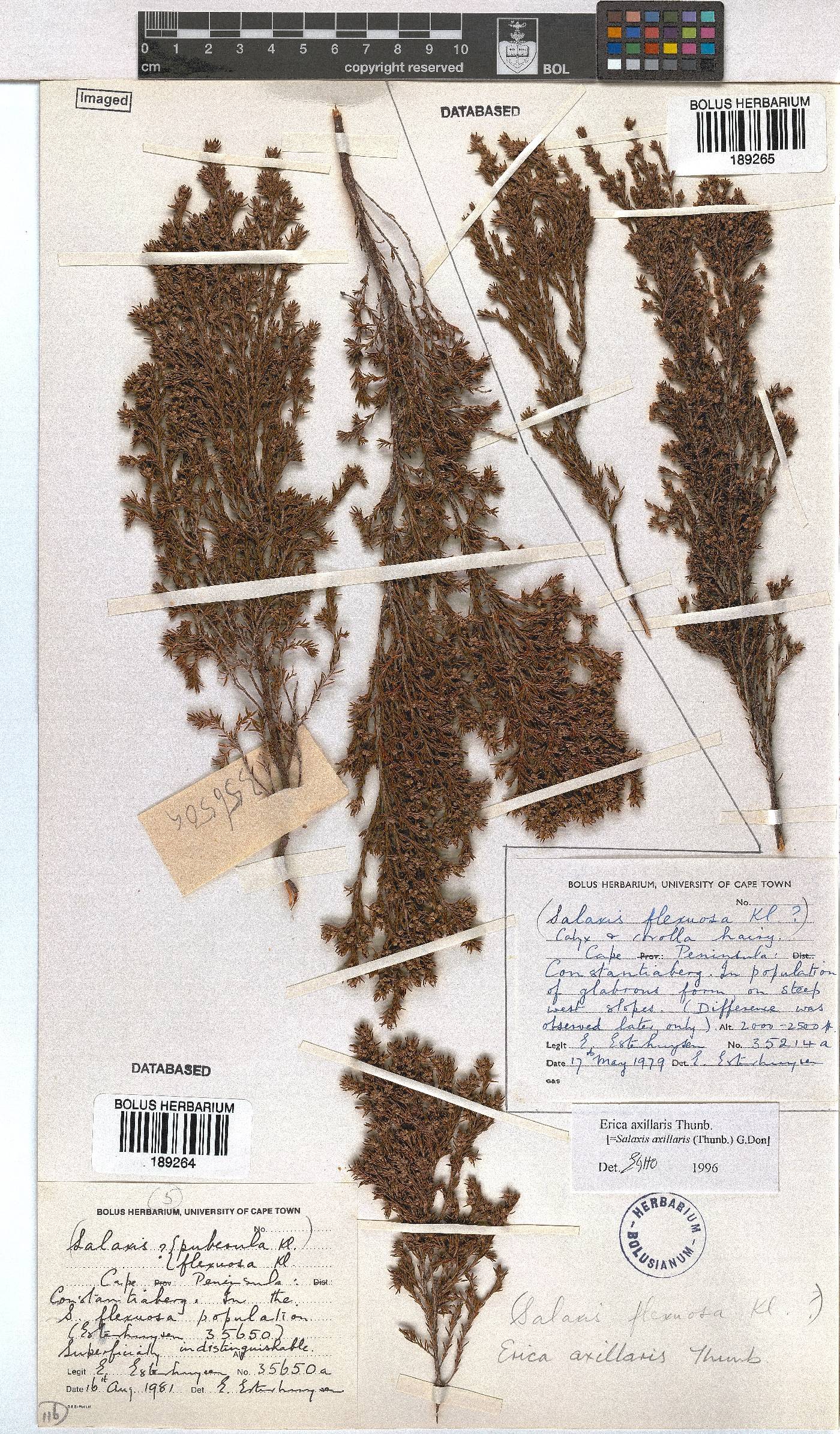 Erica axillaris image