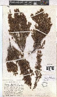 Erica axillaris image