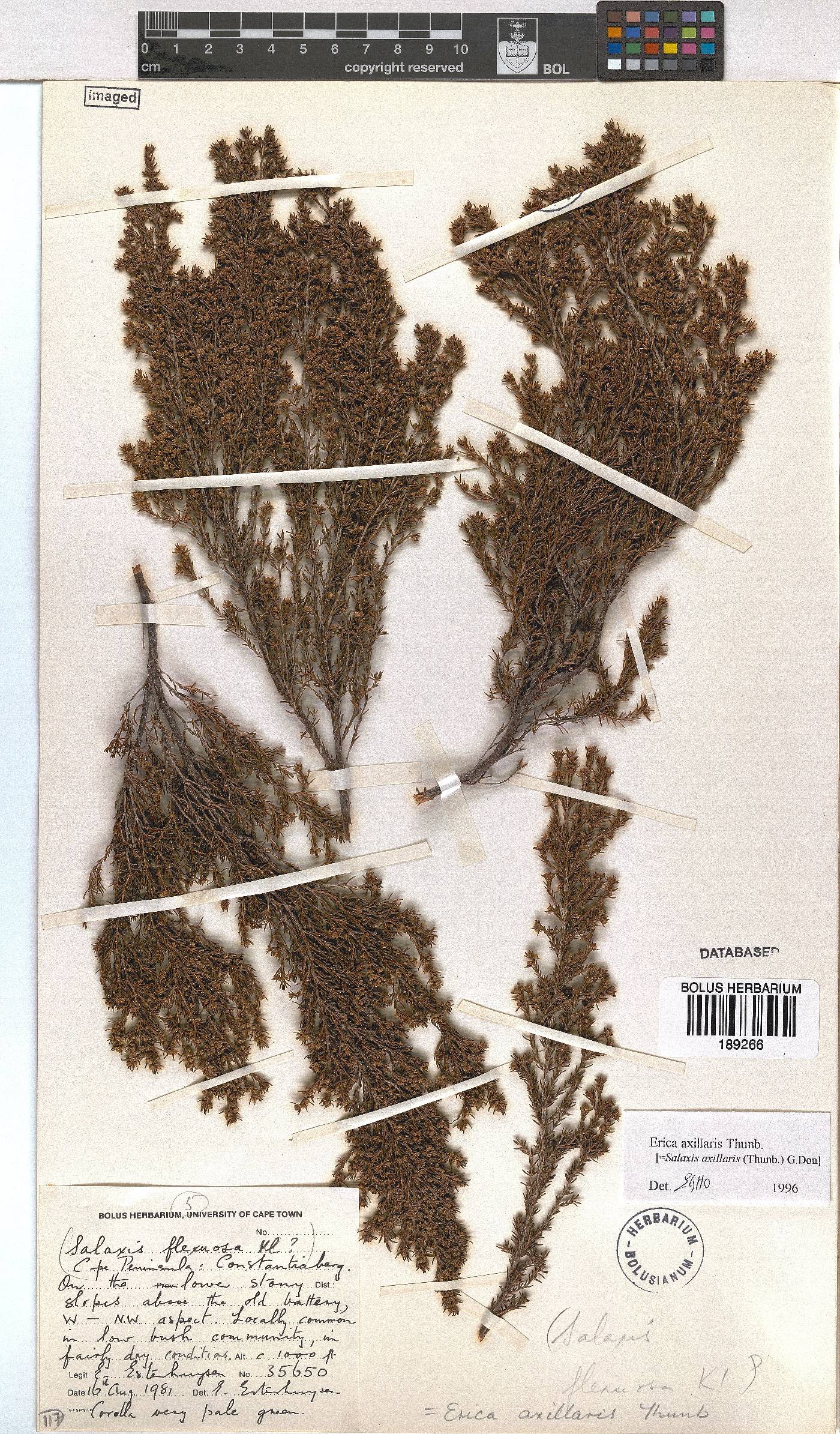 Erica axillaris image