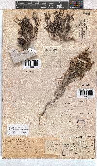 Erica axillaris image