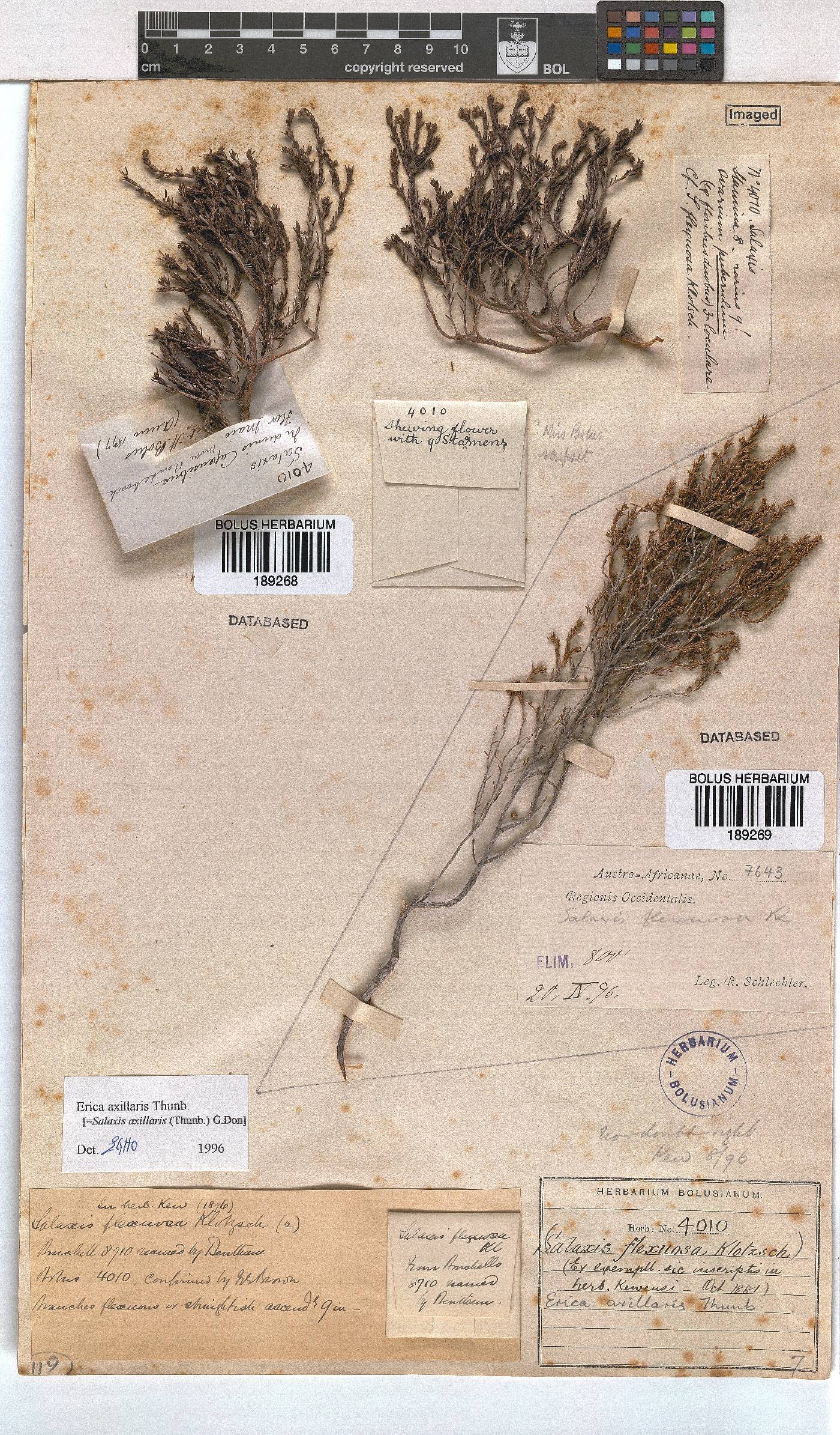 Erica axillaris image