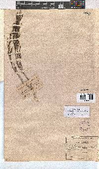 Erica axillaris image