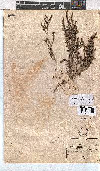 Erica axillaris image