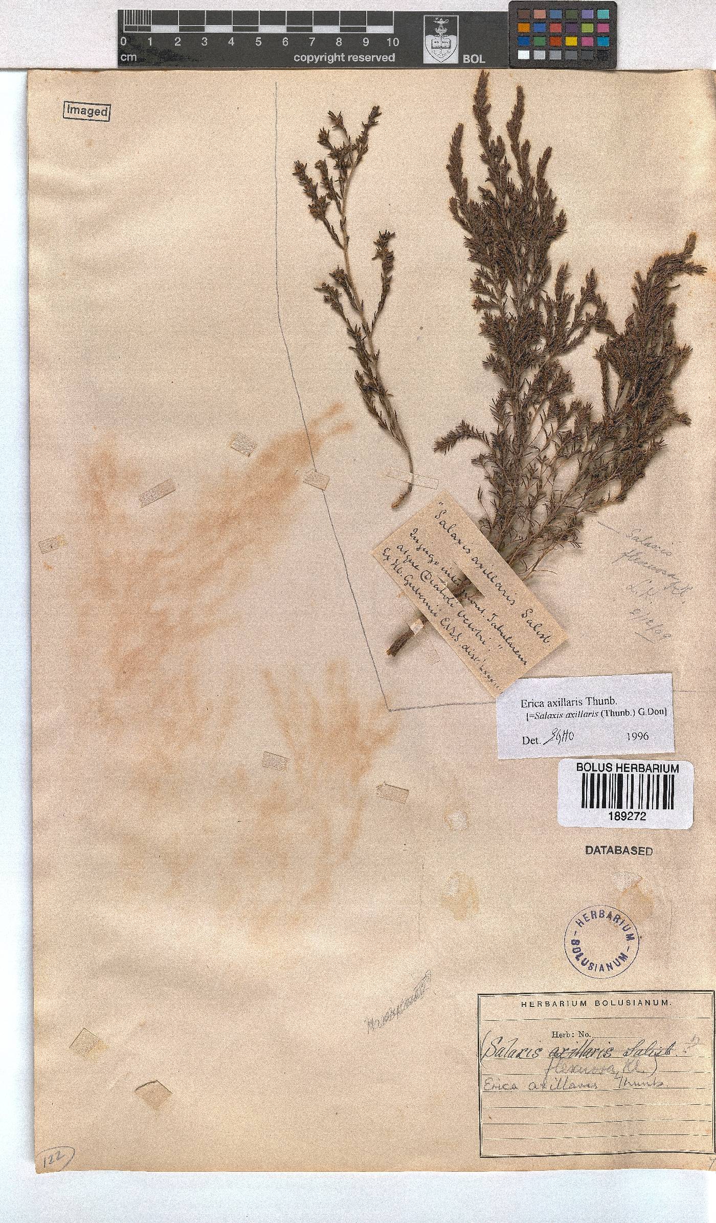 Erica axillaris image