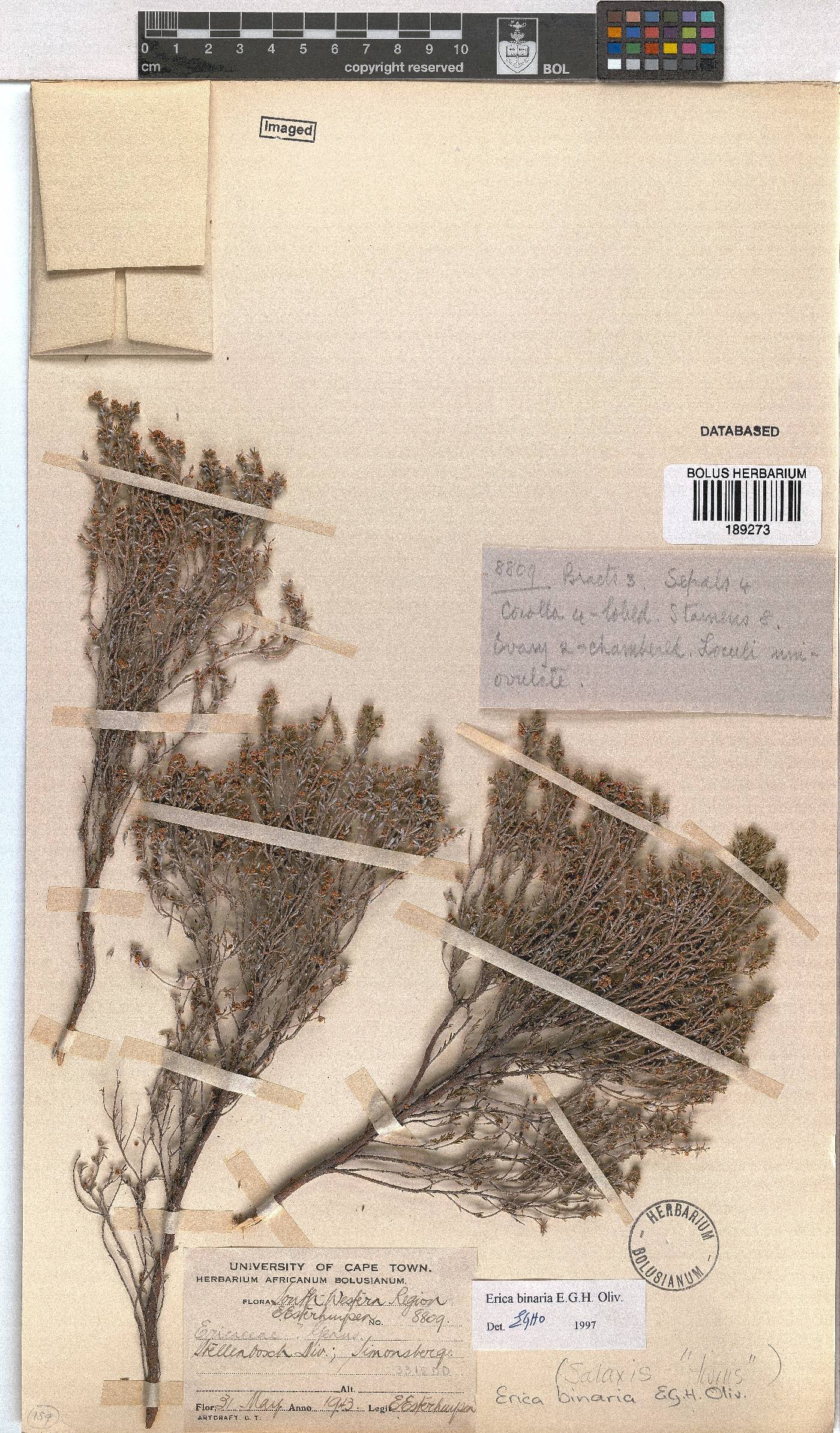 Erica binaria image