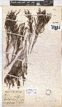 Erica terniflora image