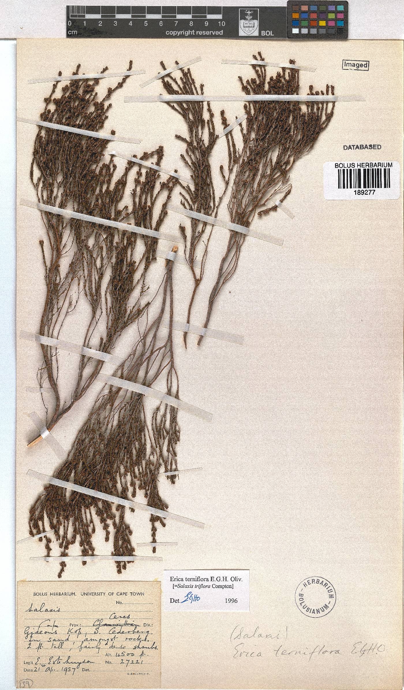 Erica terniflora image