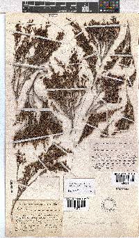 Erica terniflora image