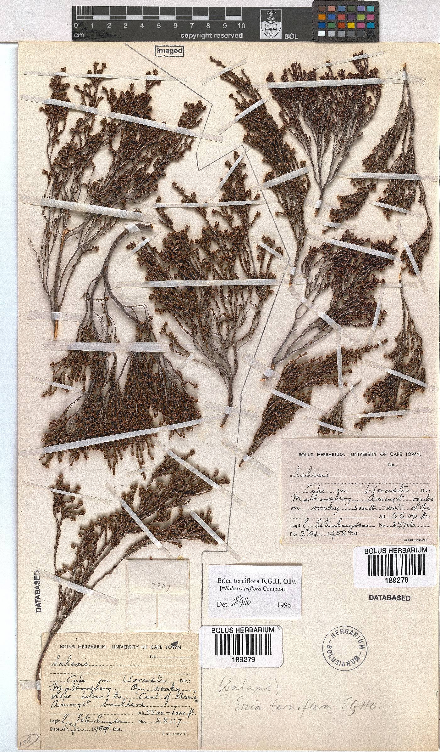 Erica terniflora image