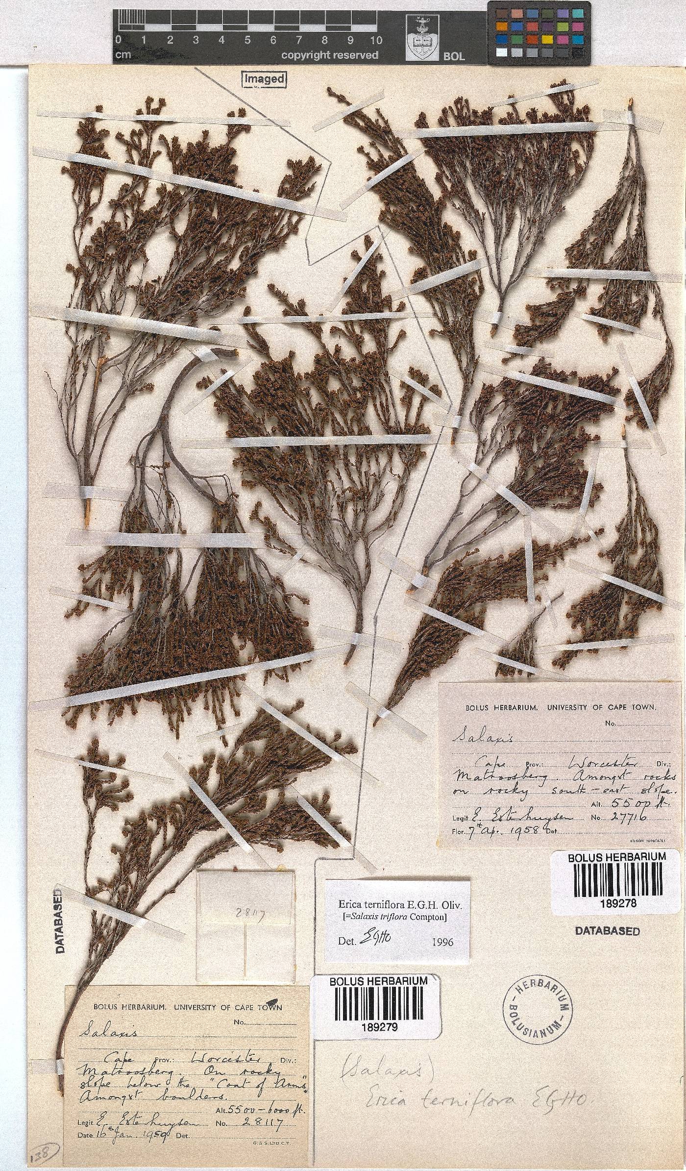 Erica terniflora image