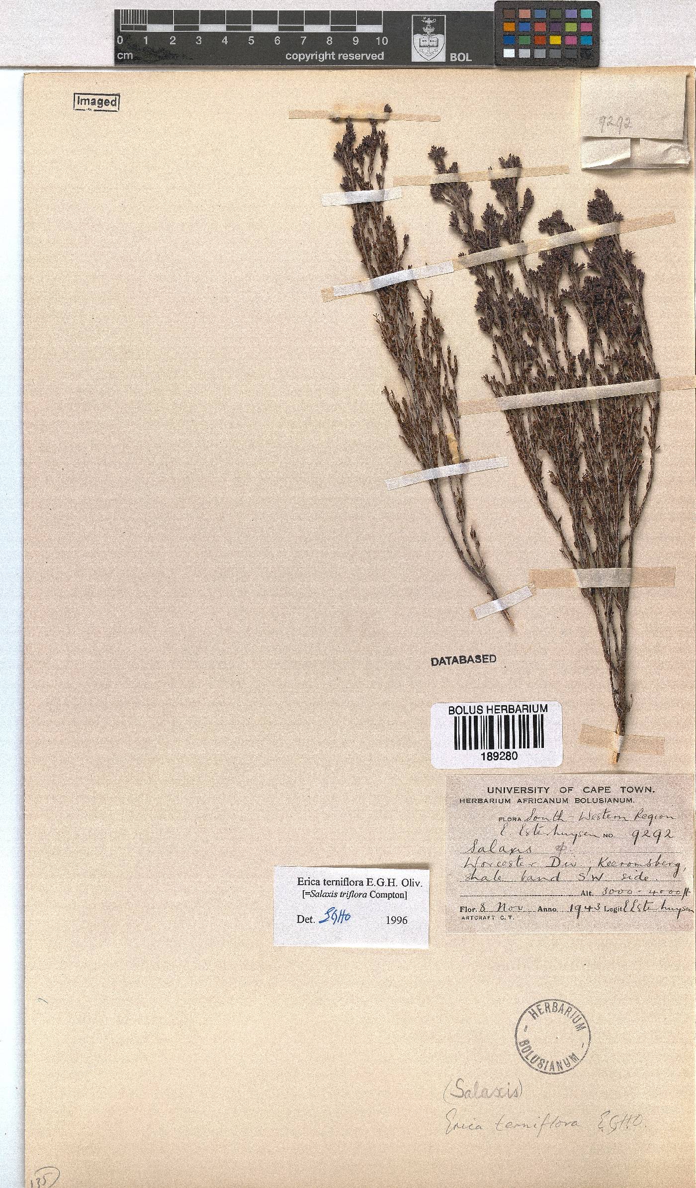 Erica terniflora image