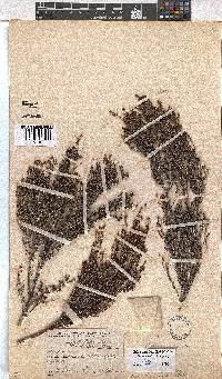 Erica terniflora image