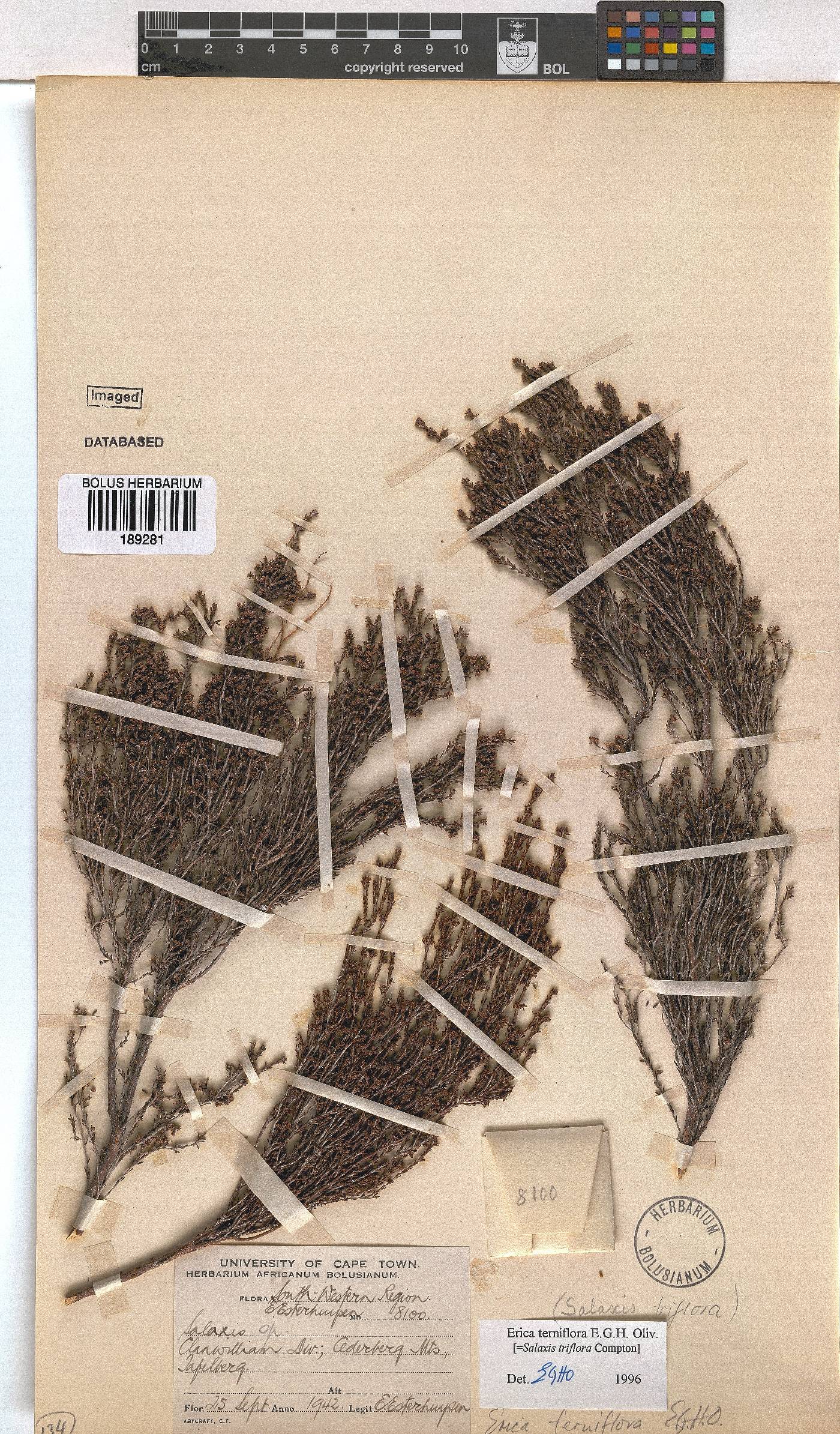 Erica terniflora image