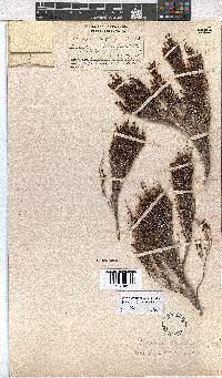 Erica terniflora image