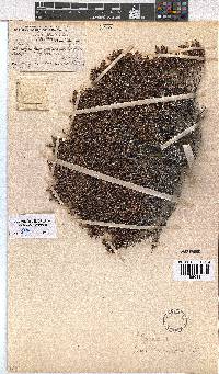 Erica terniflora image