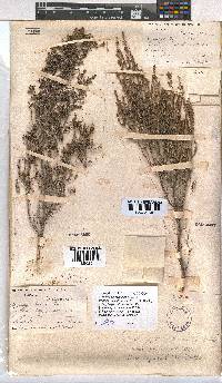 Erica rigidula image