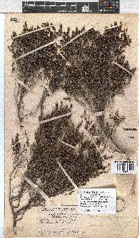 Erica rigidula image