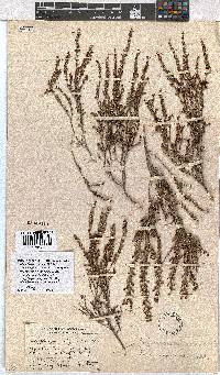 Erica rigidula image