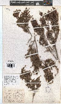 Erica rigidula image