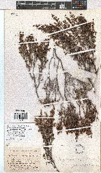 Erica rigidula image